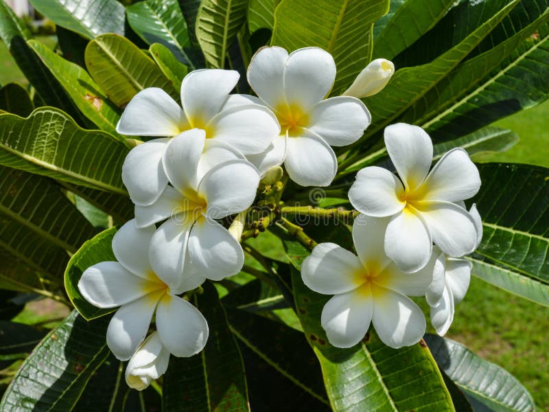 цветет plumeria frangipani стоковое изображение цветет plumeria frangipani стоковое изображение