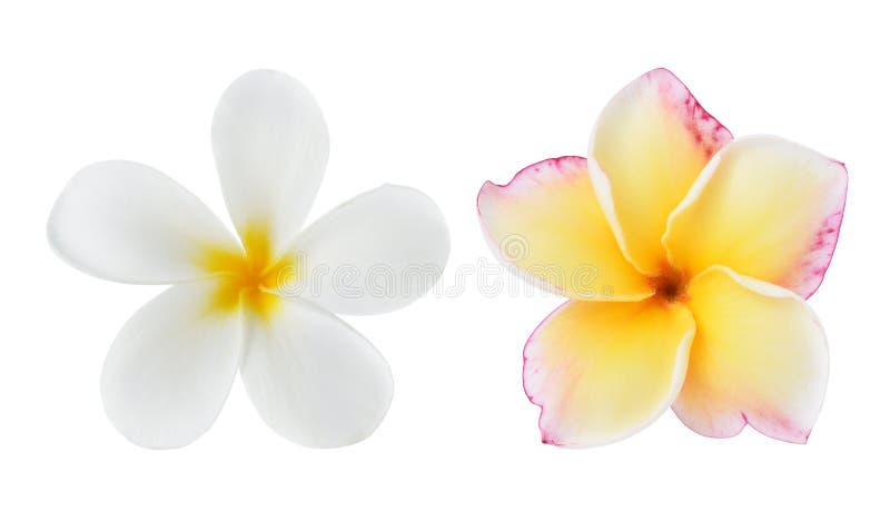цветет plumeria frangipani тропический стоковая фотография цветет plumeria frangipani тропический стоковая фотография