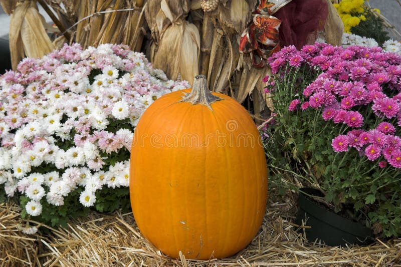цветет pumkins стоковое фото rf цветет pumkins стоковое фото rf
