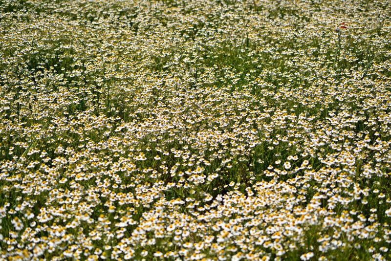 Цветистый луг стоковое фото. изображение насчитывающей равнина - 190032216