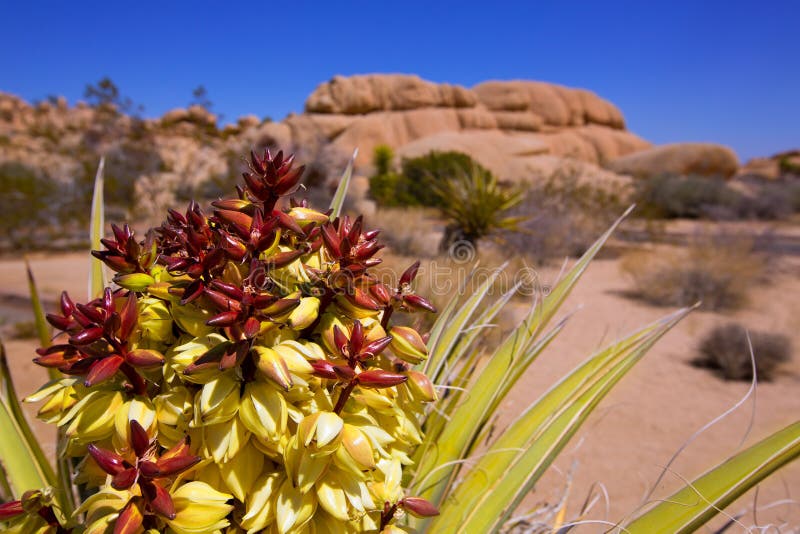 Yucca brevifolia flowers in Joshua Tree National Park California USA. Yucca brevifolia flowers in Joshua Tree National Park California USA