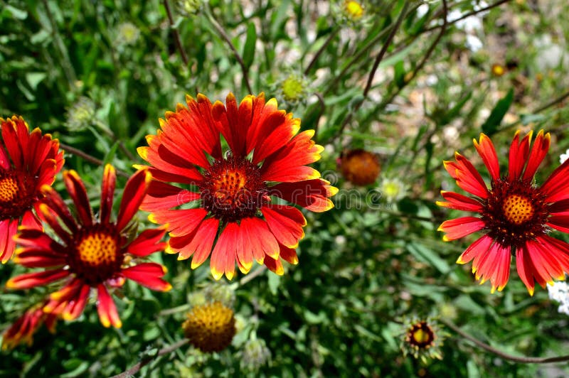 Цветки Firewheel †pulchella Gaillardia « стоковые фото Цветки Firewheel †pulchella Gaillardia « стоковые фото