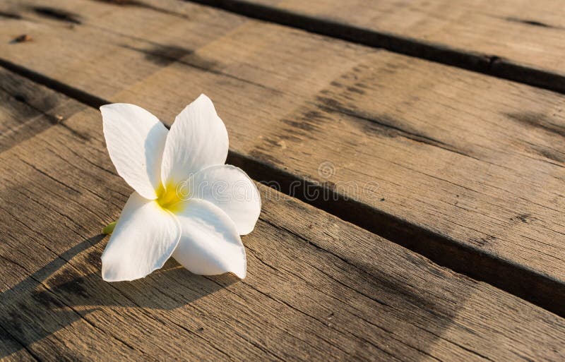 Цветки frangipani на древесине стоковая фотография rf Цветки frangipani на древесине стоковая фотография rf