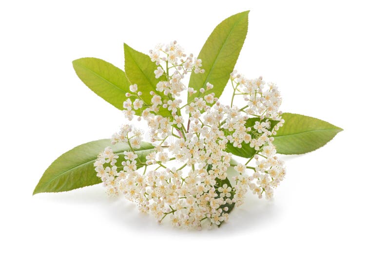 Цветки fraseri Photinia стоковые фото Цветки fraseri Photinia стоковые фото