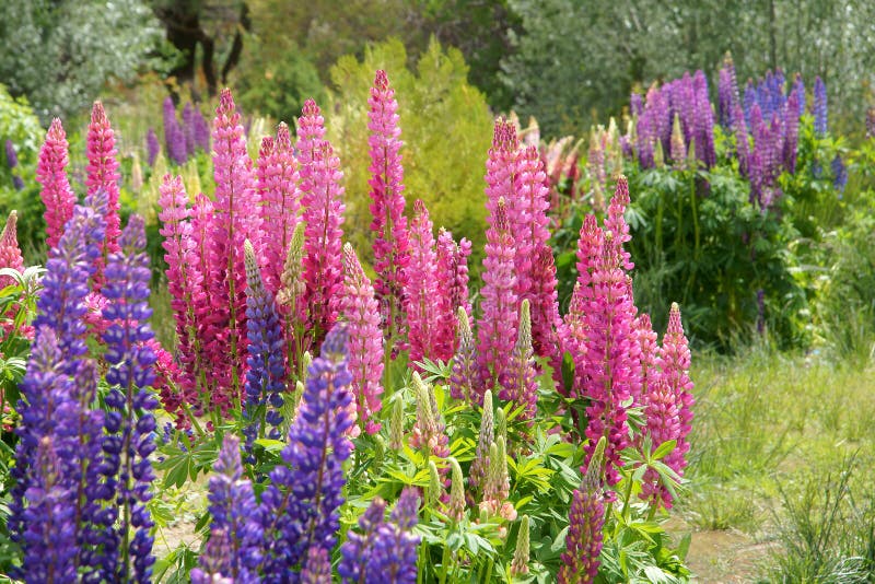 Цветки Lupine стоковое изображение Цветки Lupine стоковое изображение