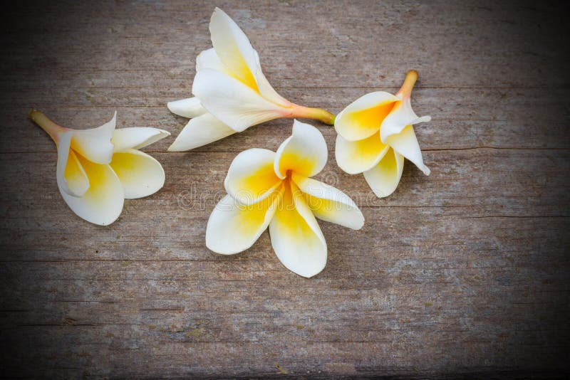 Цветки Plumeria на утесе стоковые фотографии rf Цветки Plumeria на утесе стоковые фотографии rf