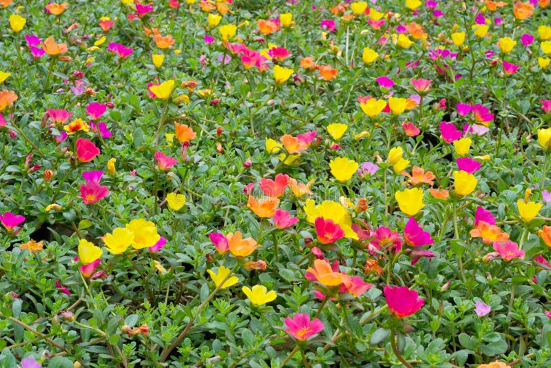 Цветки Portulaca стоковые изображения Цветки Portulaca стоковые изображения