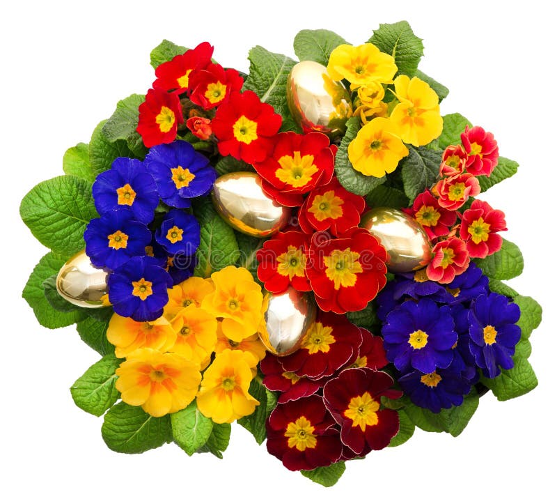 Цветки primula Variaty с золотыми пасхальными яйцами стоковая фотография rf