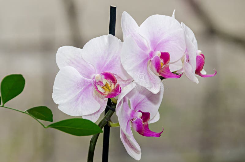 Цветки белой и mauve ветви орхидеи phal, конец вверх, предпосылка окна стоковое изображение Цветки белой и mauve ветви орхидеи phal, конец вверх, предпосылка окна стоковое изображение