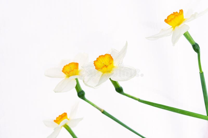 Цветки белых daffodils случайно аранжированы на белой предпосылке стоковые фото Цветки белых daffodils случайно аранжированы на белой предпосылке стоковые фото