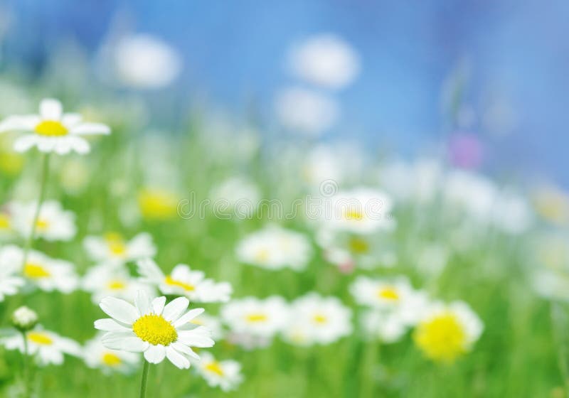 Spring flowers green field blue sky background. Spring flowers green field blue sky background