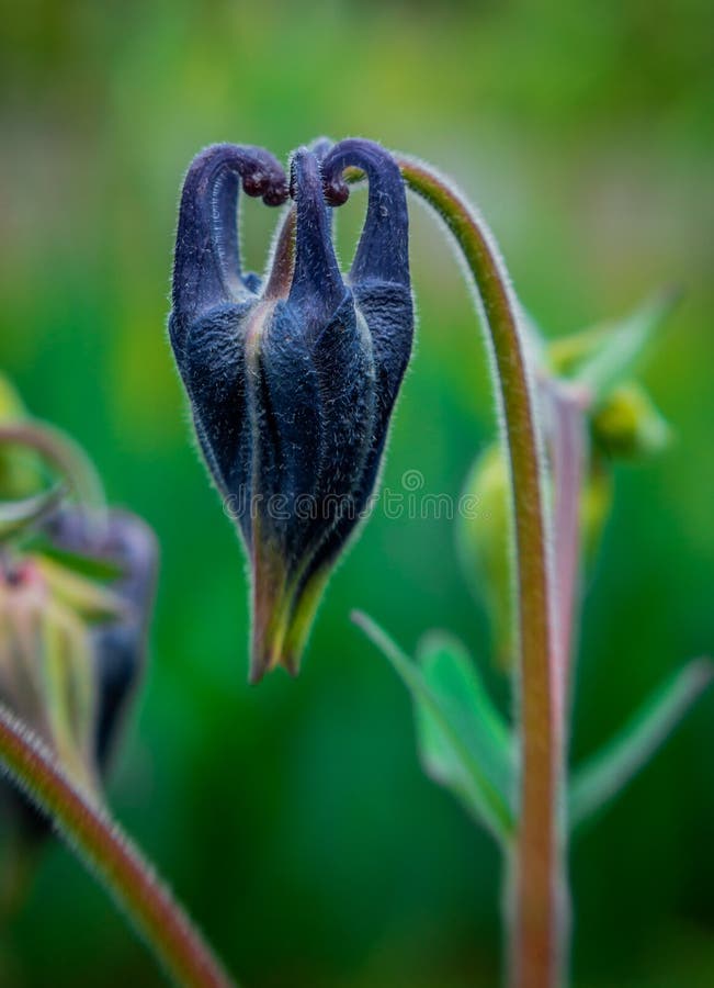 Цветки весны голубые columbine цветка Красочный сад стоковое фото Цветки весны голубые columbine цветка Красочный сад стоковое фото