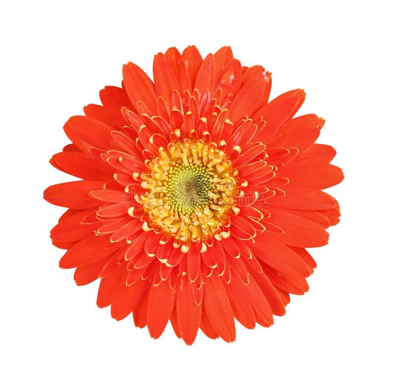 Цветки взгляда сверху красочные красные и желтые gerbera или маргаритка barberton зацветая с падениями воды изолированными на бел стоковые изображения rf Цветки взгляда сверху красочные красные и желтые gerbera или маргаритка barberton зацветая с падениями воды изолированными на бел стоковые изображения rf