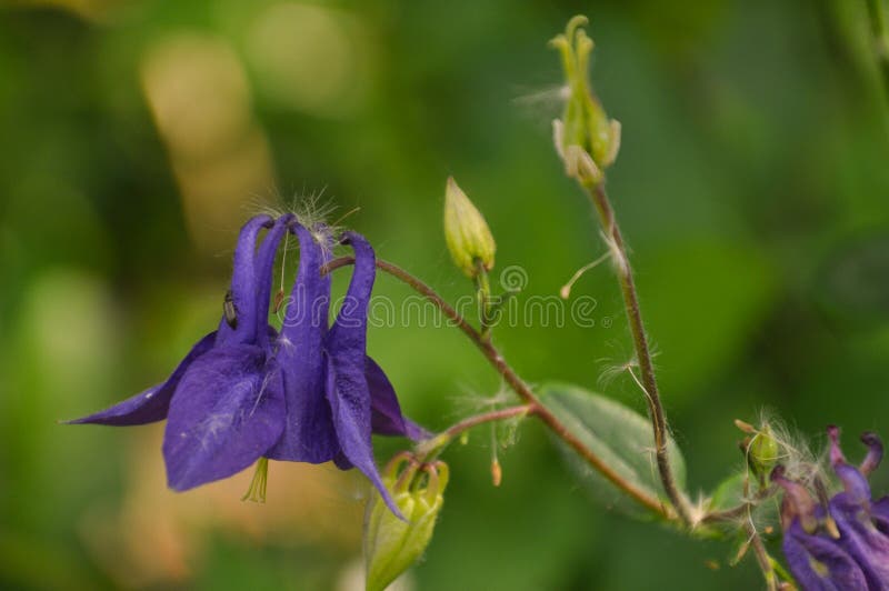 Цветки и бутоны Aquilegia стоковые фотографии rf Цветки и бутоны Aquilegia стоковые фотографии rf