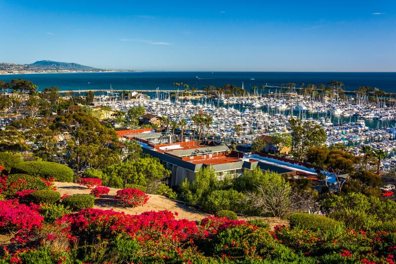 Цветки и взгляд гавани от наследия паркуют в Dana Point стоковое изображение Цветки и взгляд гавани от наследия паркуют в Dana Point стоковое изображение