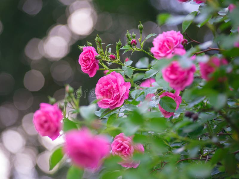 Rose bush flowers in garden during blossoming period. Rose bush flowers in garden during blossoming period