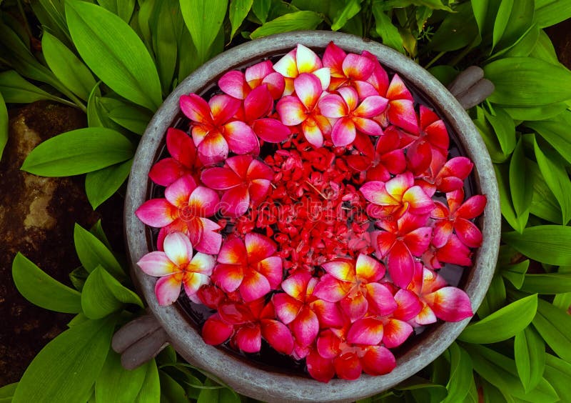Цветки плавая в опарник в Luang Prabang, Лаосе стоковое изображение Цветки плавая в опарник в Luang Prabang, Лаосе стоковое изображение