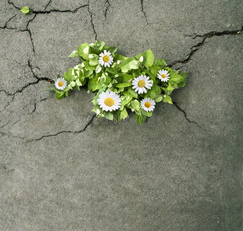 Horizontal top view of a bunch of daisies with green leaves coming out through the cracks of asphalt on a street. Horizontal top view of a bunch of daisies with green leaves coming out through the cracks of asphalt on a street