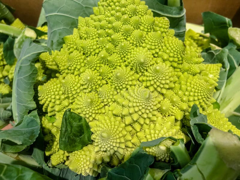 Цветная капуста зеленого цвета Broccoflower - Romanesco Хорошее влияние Фибоначчи спиральное Селективный фокус стоковое изображение rf Цветная капуста зеленого цвета Broccoflower - Romanesco Хорошее влияние Фибоначчи спиральное Селективный фокус стоковое изображение rf