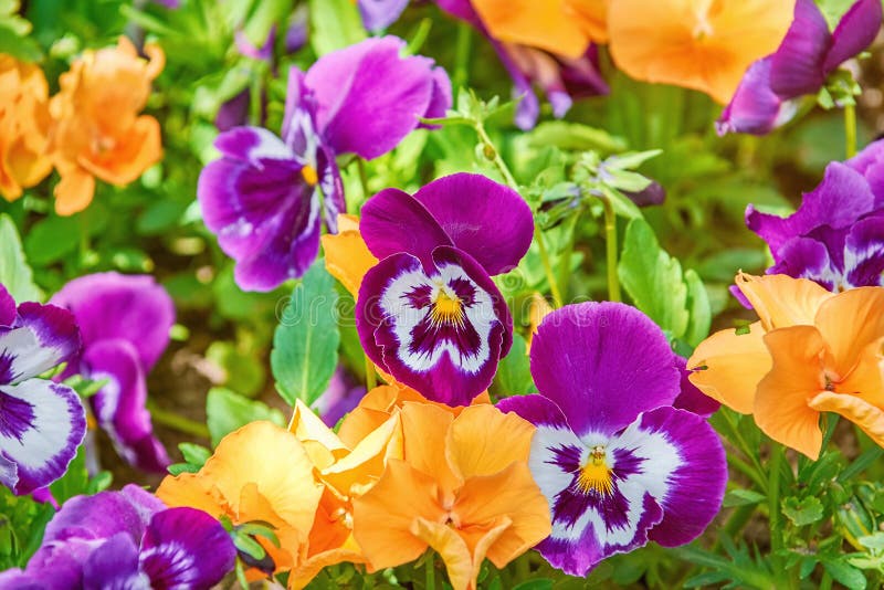 Цветник с pansies стоковые фотографии rf Цветник с pansies стоковые фотографии rf