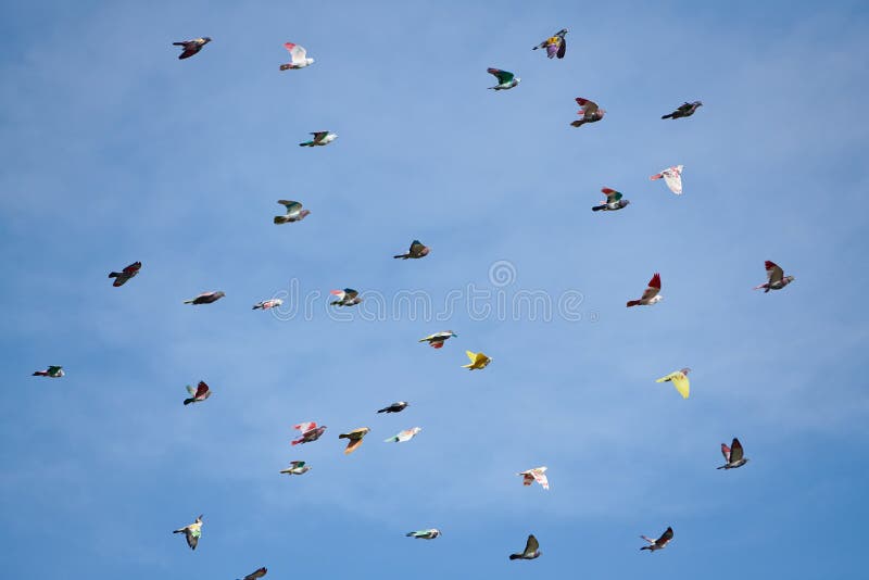 Multicolored birds flying in summer. Multicolored birds flying in summer