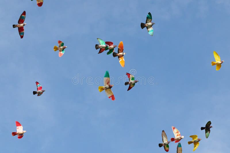 Multicolored birds flying in summer. Multicolored birds flying in summer