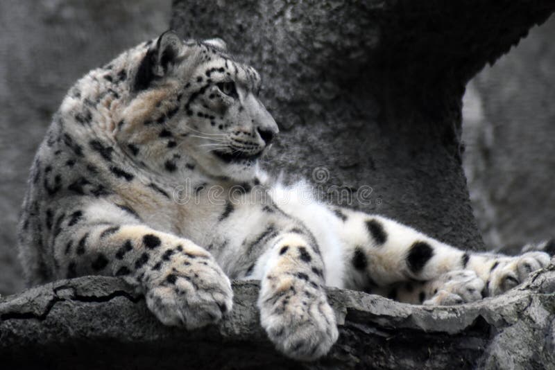 Irbis, snow leopard color photo. Grey stone background. Taken at Moscow zoo. Irbis, snow leopard color photo. Grey stone background. Taken at Moscow zoo.