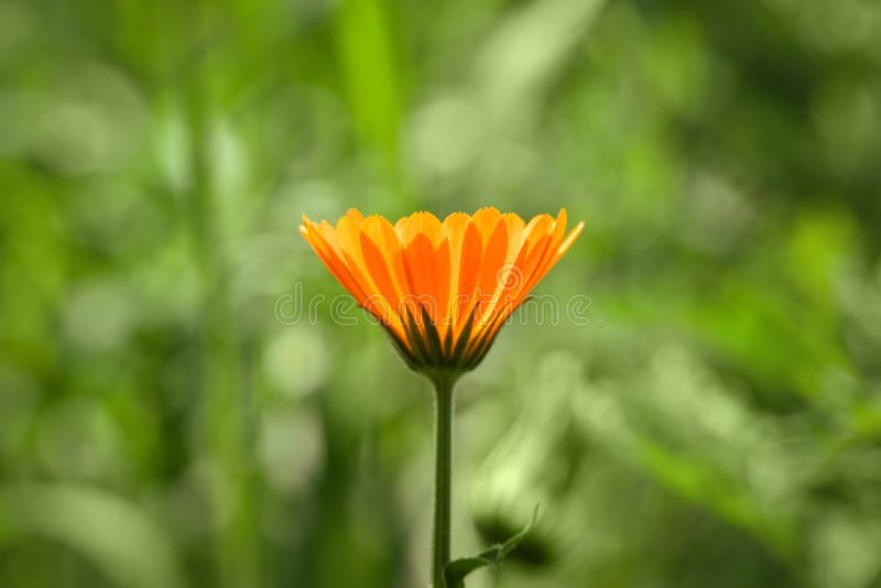 Цветок Calendula на зеленой предпосылке Яркий красивый оранжевый крупный план ноготк цветка на летний день Лето зеленого цвета пр стоковые изображения Цветок Calendula на зеленой предпосылке Яркий красивый оранжевый крупный план ноготк цветка на летний день Лето зеленого цвета пр стоковые изображения