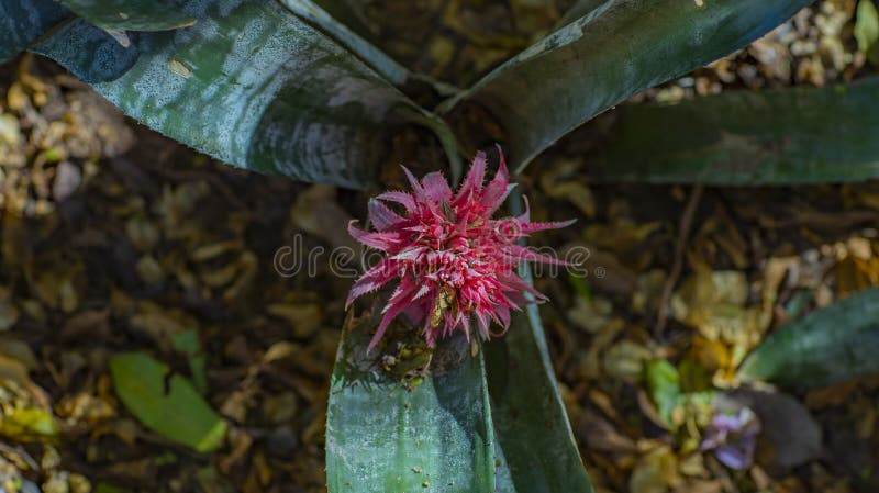 Цветок fasciata Bromeliad Vriesea или Aechmea, тропический завод стоковые изображения Цветок fasciata Bromeliad Vriesea или Aechmea, тропический завод стоковые изображения