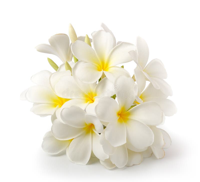 Цветок Frangipani на белизне на белой предпосылке стоковые изображения rf Цветок Frangipani на белизне на белой предпосылке стоковые изображения rf