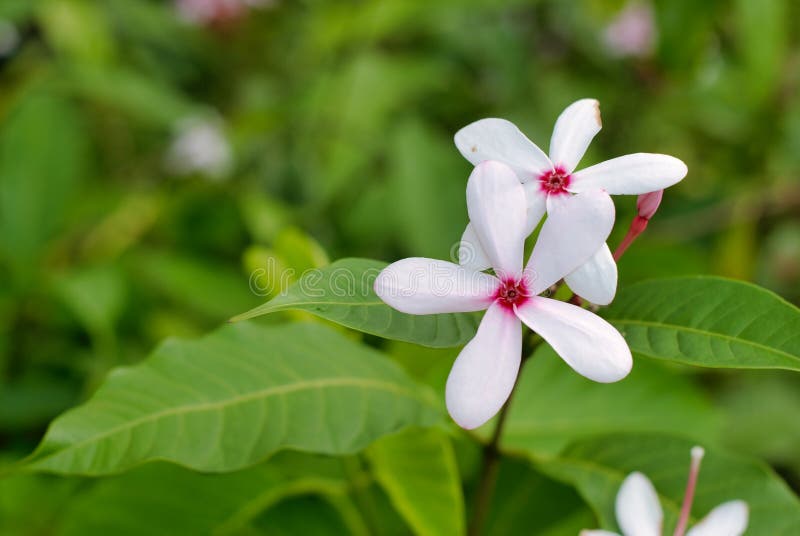 Цветок jasminoides Gardenia стоковое изображение rf Цветок jasminoides Gardenia стоковое изображение rf