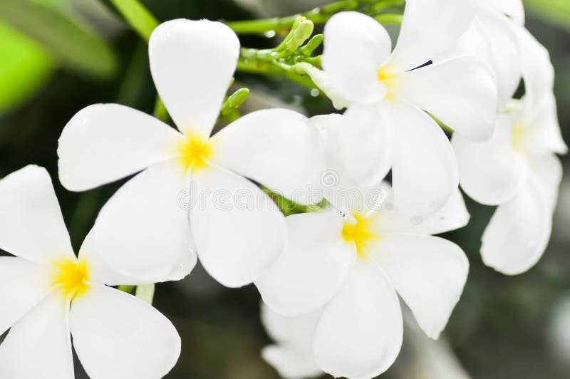 Цветок Plumeria или дерево пагоды стоковое изображение Цветок Plumeria или дерево пагоды стоковое изображение