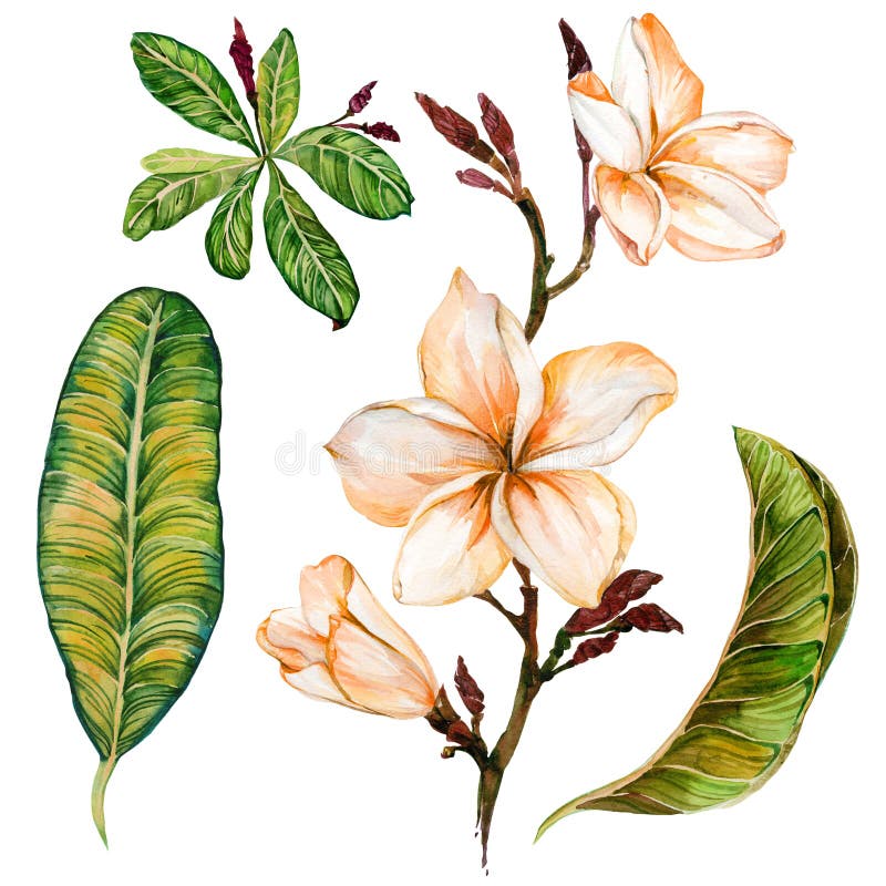 Цветок Plumeria на хворостине Тропические флористические цветки и листья комплекта белизна изолированная предпосылкой самана корр бесплатная иллюстрация Цветок Plumeria на хворостине Тропические флористические цветки и листья комплекта белизна изолированная предпосылкой самана корр бесплатная иллюстрация