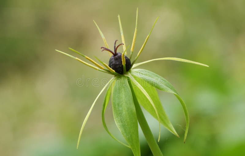 Цветок quadrifolia Трава-Парижа Парижа, против милой предпосылки bokeh Париж был использован и в ритуалах замужества и защитить a стоковые изображения Цветок quadrifolia Трава-Парижа Парижа, против милой предпосылки bokeh Париж был использован и в ритуалах замужества и защитить a стоковые изображения