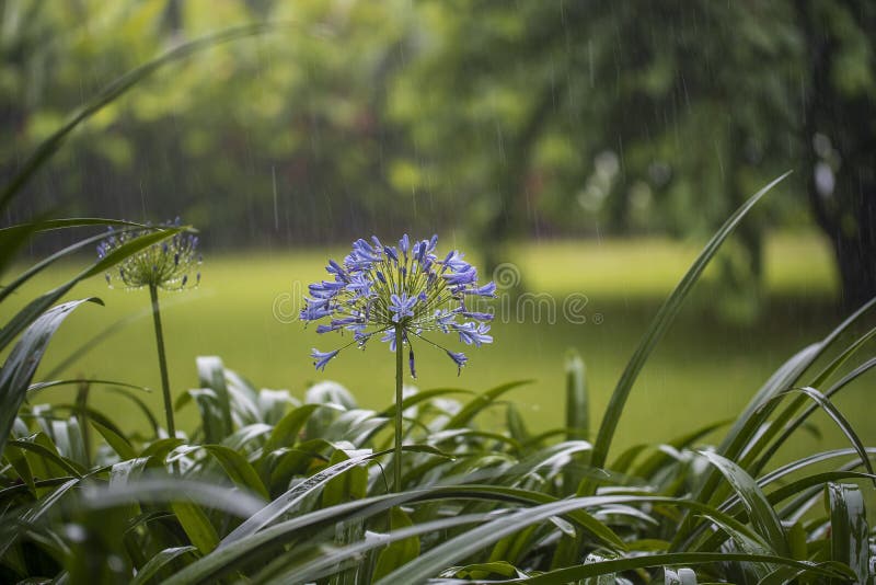 Цветок водяной praecox agapanthus голубой во время тропических конца дождя вверх. Танзания Восточная Африка стоковое фото rf