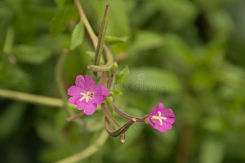 Цветок волосатого willowherb розового великий. стоковые фото