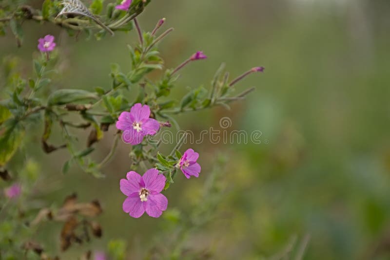 Цветок волосатого willowherb розового великий. стоковая фотография rf