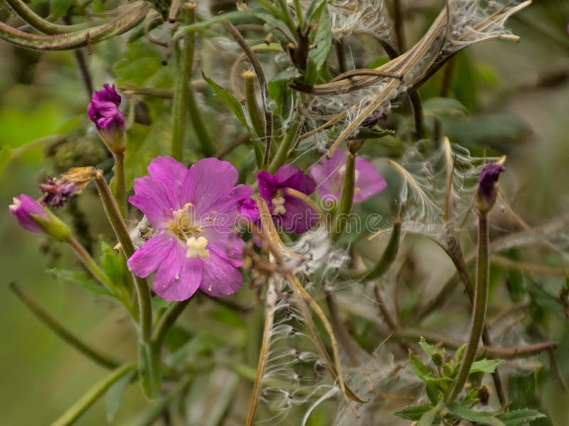 Цветок волосатого willowherb розового великий. стоковые изображения