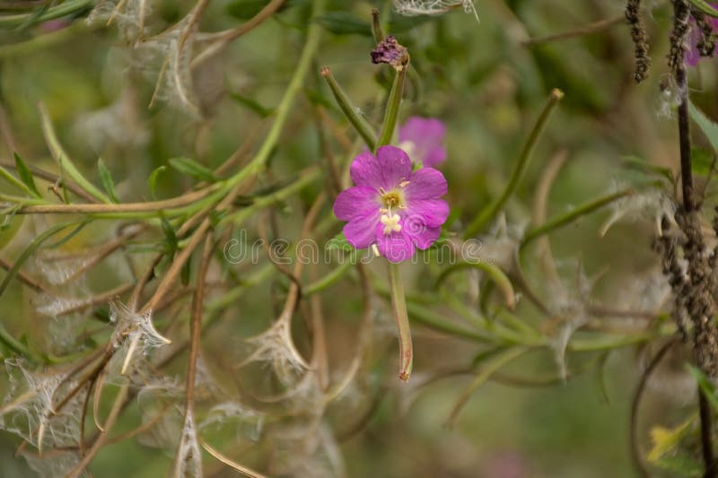 Цветок волосатого willowherb розового великий. стоковая фотография