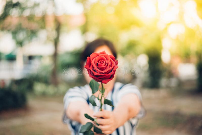 Цветок красной розы с человеческой рукой в Valentine& x27; день s. Цветки природы цветка красной розы красивые от сада и человеческой руки держа цветок красной розы для валентинок дают с космосом экземпляра в Valentine& x27; день s, свадьба или романтичная концепция валентинки влюбленности