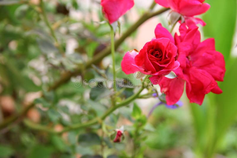 Red rose bush flower beautiful on the tree. Red rose bush flower beautiful on the tree.