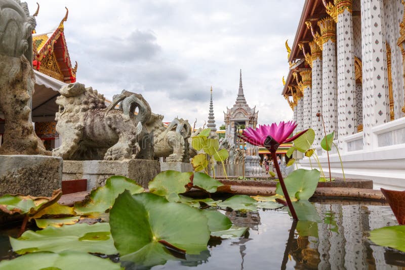 Цветок лилии воды с статуями тигров на виске Wat Arun в Бангкоке стоковые фотографии rf Цветок лилии воды с статуями тигров на виске Wat Arun в Бангкоке стоковые фотографии rf