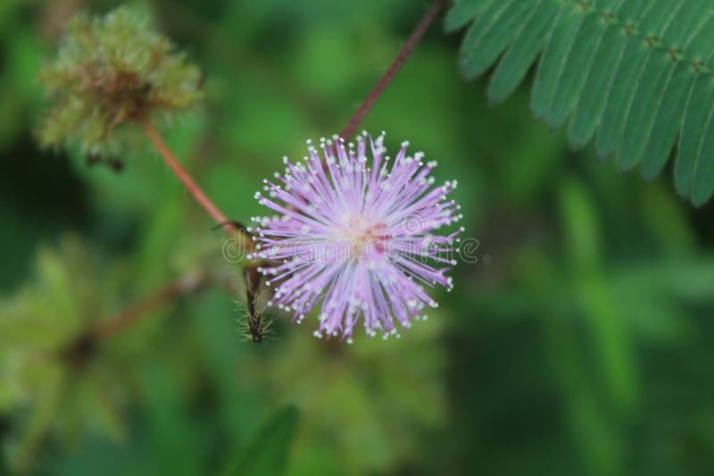 Цветок мимоза пудика стоковое изображение. изображение насчитывающей ...