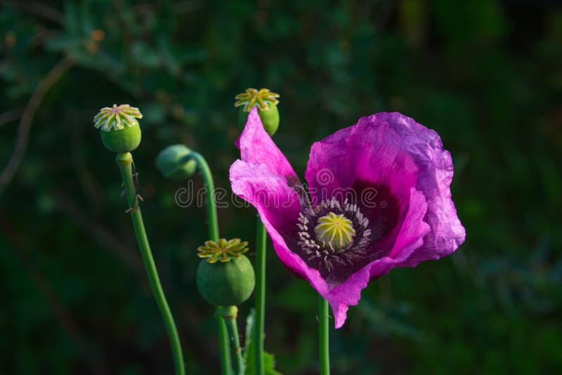 Opium poppy flower seeds in field, drug. Opium poppy flower seeds in field, drug