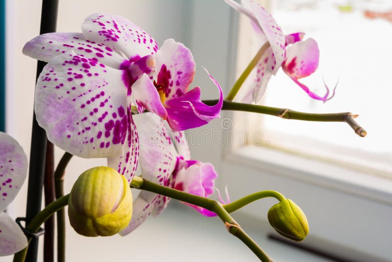 Цветок орхидеи белого розового dendrobium фаленопсиса или сумеречницы в предпосылке тропического сада зимы или весеннего дня флор стоковое фото rf Цветок орхидеи белого розового dendrobium фаленопсиса или сумеречницы в предпосылке тропического сада зимы или весеннего дня флор стоковое фото rf