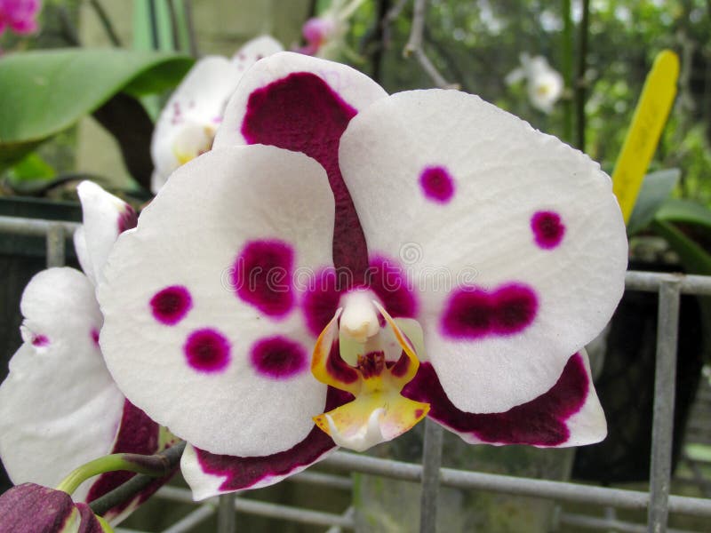 Цветок орхидеи розового dendrobium фаленопсиса или сумеречницы в зиме или весеннем дне стоковые фото Цветок орхидеи розового dendrobium фаленопсиса или сумеречницы в зиме или весеннем дне стоковые фото