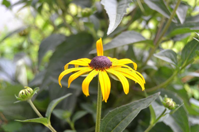 цветок с желтыми листьями и коричневый средний срок rudbeckia fulgida aiton стоковая фотография