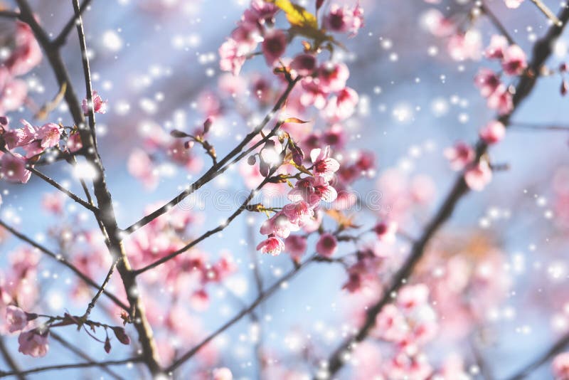 Цветок Сакуры дикого гималайского вишневого цвета прекрасный розовый на зимнее время с ландшафтом снега