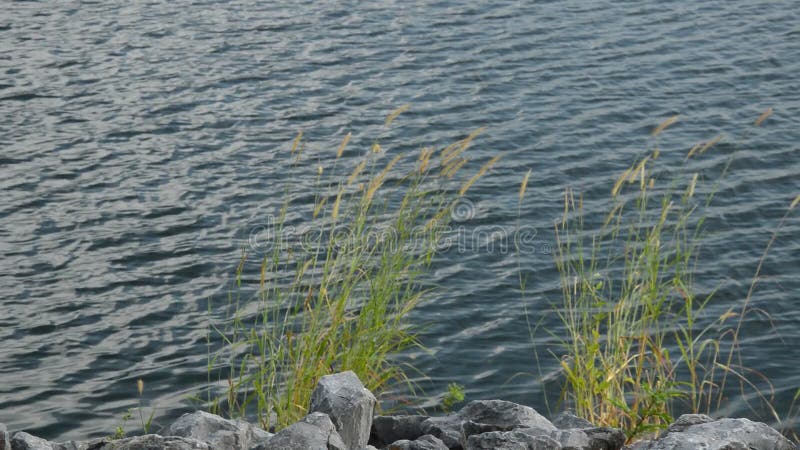 Цветок травы пропуская от дуновения ветра на обваловке около реки