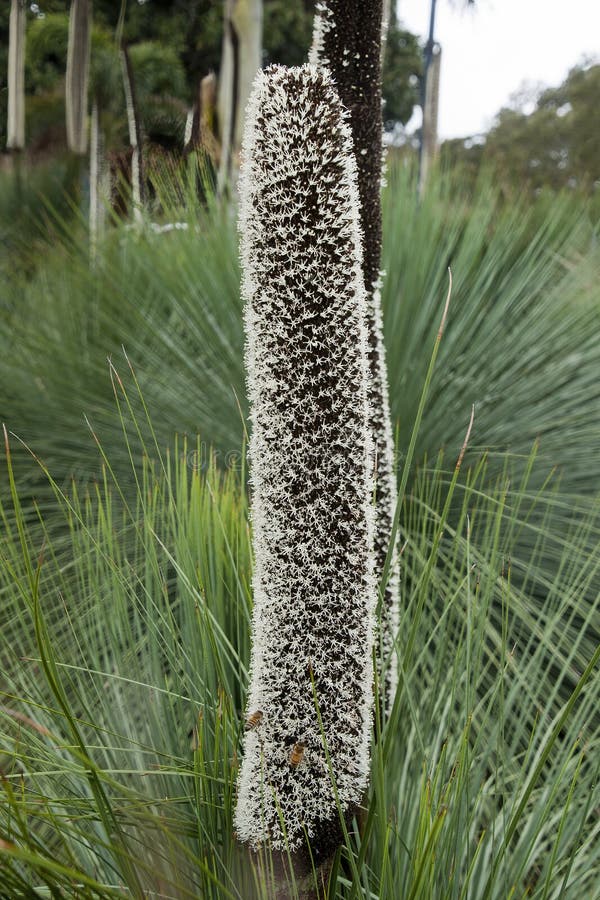 цветущие носители xanthorrhoea или травяное дерево стоковые фотографии rf